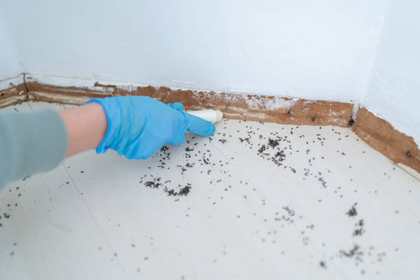 Best Local Pest Control Services  in Roseau, MN
